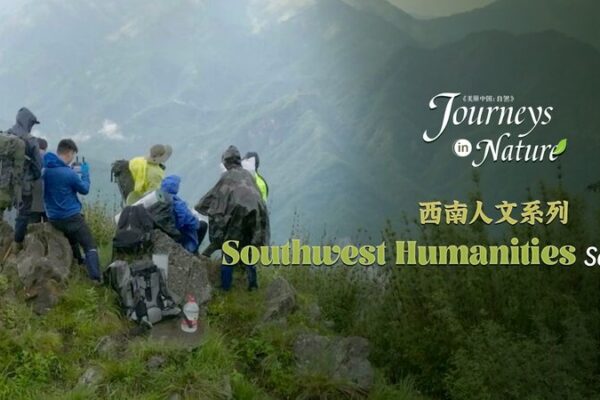 Tracking Pandas in Sichuan’s Wild 🐼🌿 | New Nature Series Explores Ranger Adventures! Tracking_Pandas_in_Sichuan_s_Wild______New_Nature_Series_Explores_Ranger_Adventures_ video poster