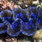 Tridacnidae__Unveiling_the_Ocean_s_Hidden_Vibrant_Gems___