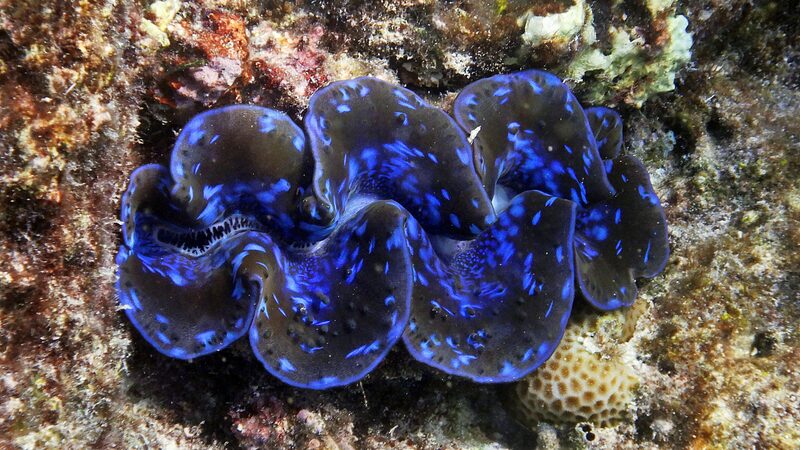 Tridacnidae__Unveiling_the_Ocean_s_Hidden_Vibrant_Gems___