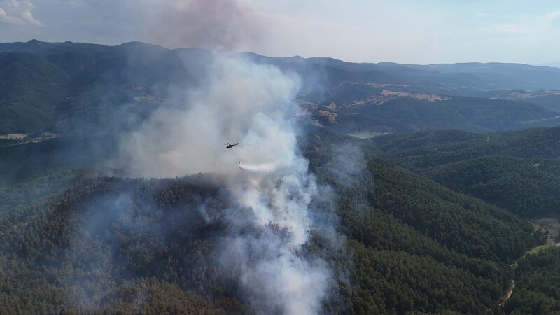 Turkey_s_Green_Revival__500M_Seeds_to_Rebuild_Forests_Post_Fires___