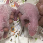 ___Twin_Panda_Cubs_Born_in_Hong_Kong__A_Gift_from_the_Mainland___