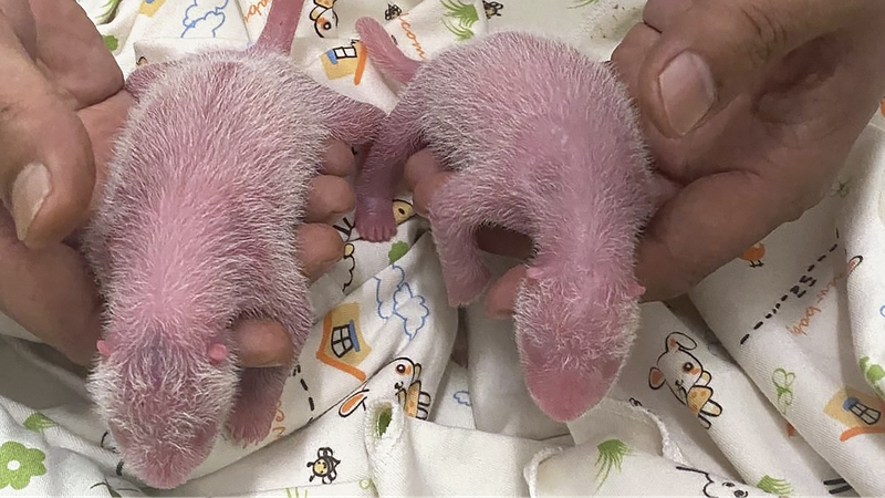 ___Twin_Panda_Cubs_Born_in_Hong_Kong__A_Gift_from_the_Mainland___