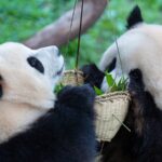 Twin_Panda_Cubs_Yu_Ke___Yu_Ai_Thrive_at_Chongqing_Zoo___