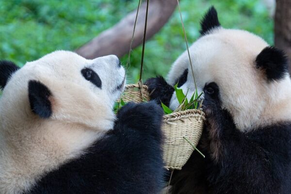 Twin Panda Cubs Yu Ke & Yu Ai Thrive at Chongqing Zoo 🐼🌟 Twin_Panda_Cubs_Yu_Ke___Yu_Ai_Thrive_at_Chongqing_Zoo___