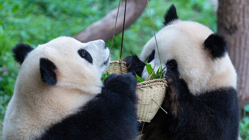 Twin_Panda_Cubs_Yu_Ke___Yu_Ai_Thrive_at_Chongqing_Zoo___