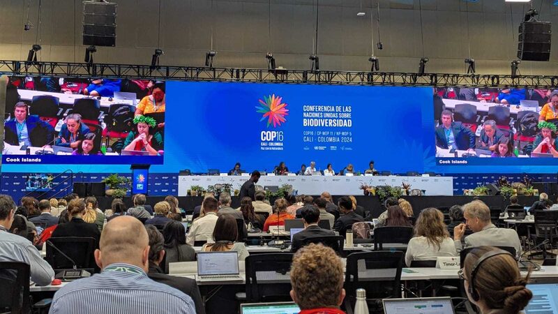 UN Summit Approves Landmark Deal on Biodiversity Payments 🌿💵 UN_Summit_Approves_Landmark_Deal_on_Biodiversity_Payments___