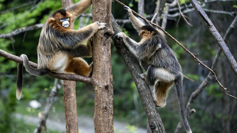 UN_Tourism_Showcases_China_s_Stunning_Wildlife_in_Madrid___ - 🌍NewspaperAmigo – Your Global News Buddy 🗞️ UN_Tourism_Showcases_China_s_Stunning_Wildlife_in_Madrid___