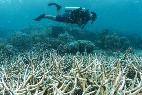 UN Urgently Calls for More Funds to Save Bleached Coral Reefs 🐠🌊 UN_Urgently_Calls_for_More_Funds_to_Save_Bleached_Coral_Reefs___