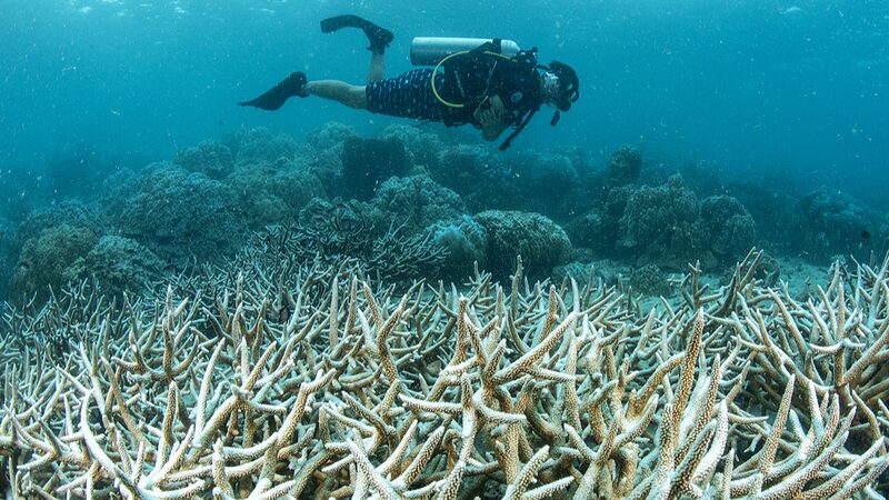 UN_Urgently_Calls_for_More_Funds_to_Save_Bleached_Coral_Reefs___