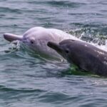 US_Scientists_Lead_Rescue_of_Rare_Pink_Dolphins___