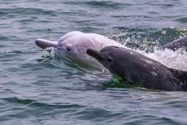 US Scientists Lead Rescue of Rare Pink Dolphins 🌊🐬 US_Scientists_Lead_Rescue_of_Rare_Pink_Dolphins___