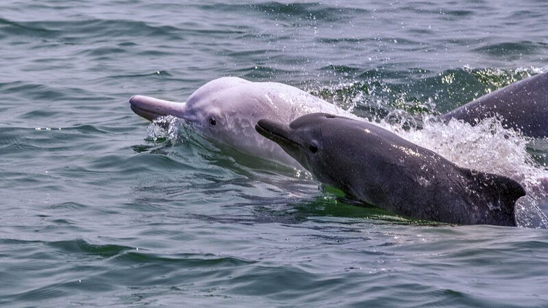 US_Scientists_Lead_Rescue_of_Rare_Pink_Dolphins___