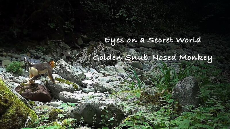 Unveiling the Golden Snub-Nosed Monkeys of Shennongjia 🌿🐒 Unveiling_the_Golden_Snub_Nosed_Monkeys_of_Shennongjia___ video poster