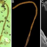 __Unveiling_the_Past__World_s_First_Tapeworm_Fossil_Discovered_in_100_Million_Year_Old_Amber_