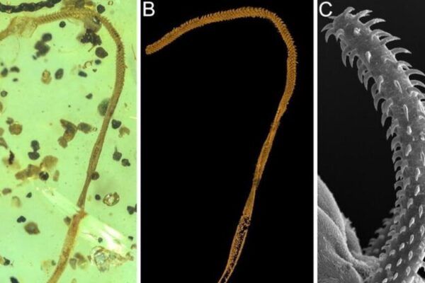 🐛 Unveiling the Past: World’s First Tapeworm Fossil Discovered in 100-Million-Year-Old Amber! __Unveiling_the_Past__World_s_First_Tapeworm_Fossil_Discovered_in_100_Million_Year_Old_Amber_