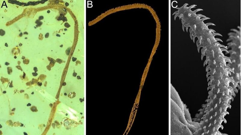 __Unveiling_the_Past__World_s_First_Tapeworm_Fossil_Discovered_in_100_Million_Year_Old_Amber_