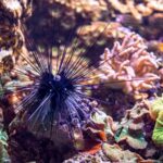 __Urchin_Crisis__Parasite_Threatens_Coral_Reefs_Worldwide__