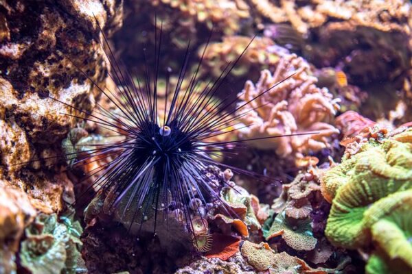 Urchin_Crisis__Parasite_Threatens_Coral_Reefs_Worldwide__ - 🌍NewspaperAmigo – Your Global News Buddy 🗞️ __Urchin_Crisis__Parasite_Threatens_Coral_Reefs_Worldwide__