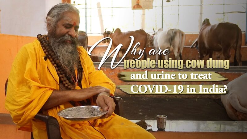 Using_Cow_Dung_and_Urine__Traditional_Remedies_for_COVID_19_in_India___ video poster