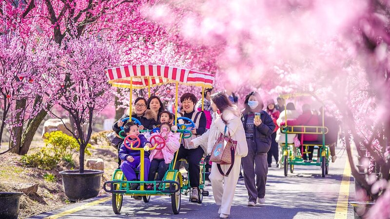 Vibrant_Plum_Blossoms_Brighten_Early_Spring_in_Huzhou - 🌍NewspaperAmigo – Your Global News Buddy 🗞️ Vibrant_Plum_Blossoms_Brighten_Early_Spring_in_Huzhou