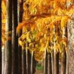 Vibrant_Redwood_Colors_Illuminate_Hubei_Wetlands____