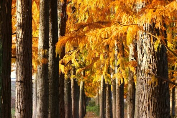 Vibrant Redwood Colors Illuminate Hubei Wetlands 🌳🍂✨ Vibrant_Redwood_Colors_Illuminate_Hubei_Wetlands____