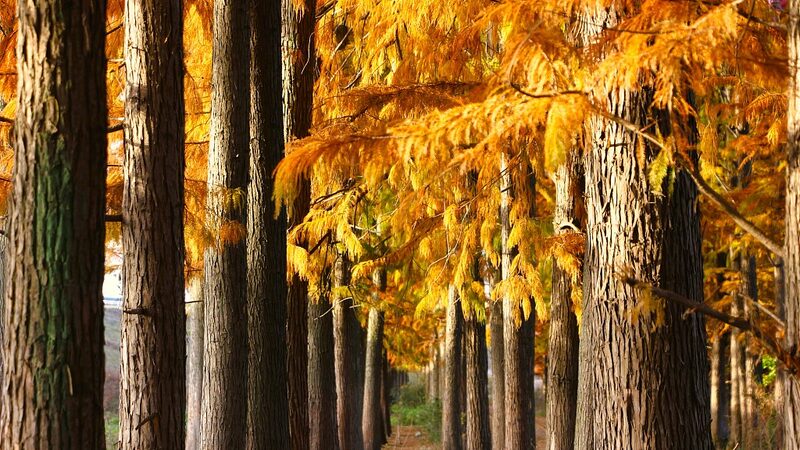 Vibrant_Redwood_Colors_Illuminate_Hubei_Wetlands____