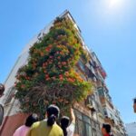 Vibrant_Trumpet_Creeper_Blooms_Up_Weifang_Residential_Building___