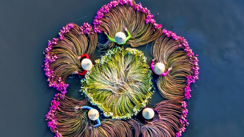 Vietnam_s_Romantic_Water_Lily_Harvest__A_Photographers__Paradise___