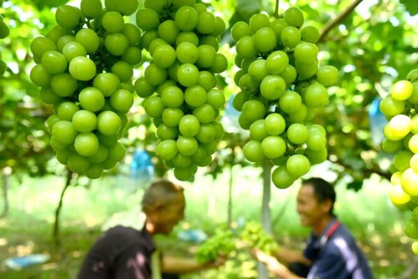Vineyards Fuel Rural Revival in Central China ๐ฑ๐ Vineyards_Fuel_Rural_Revival_in_Central_China___