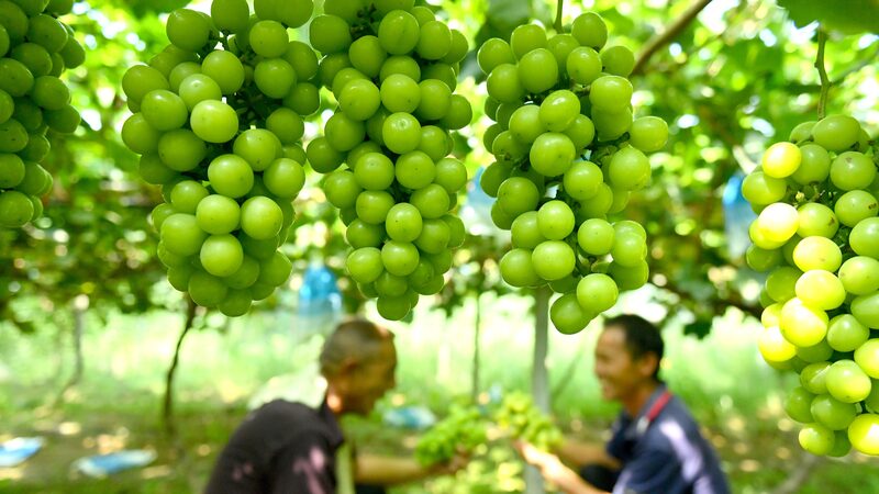 Vineyards_Fuel_Rural_Revival_in_Central_China___ - 🌍NewspaperAmigo – Your Global News Buddy 🗞️ Vineyards_Fuel_Rural_Revival_in_Central_China___