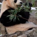 Washington_DC_Welcomes_Giant_Pandas_with_Epic_Celebration___ video poster