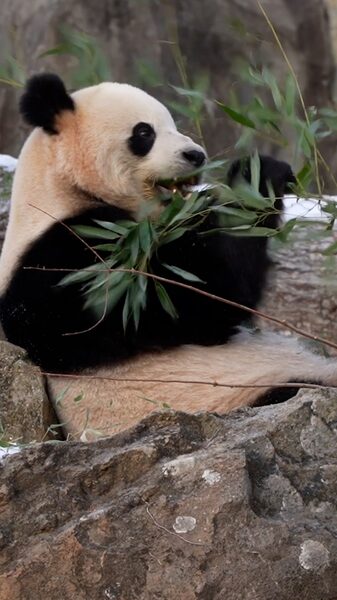 Washington_DC_Welcomes_Giant_Pandas_with_Epic_Celebration____poster - 🌍NewspaperAmigo – Your Global News Buddy 🗞️ Washington_DC_Welcomes_Giant_Pandas_with_Epic_Celebration___ video poster