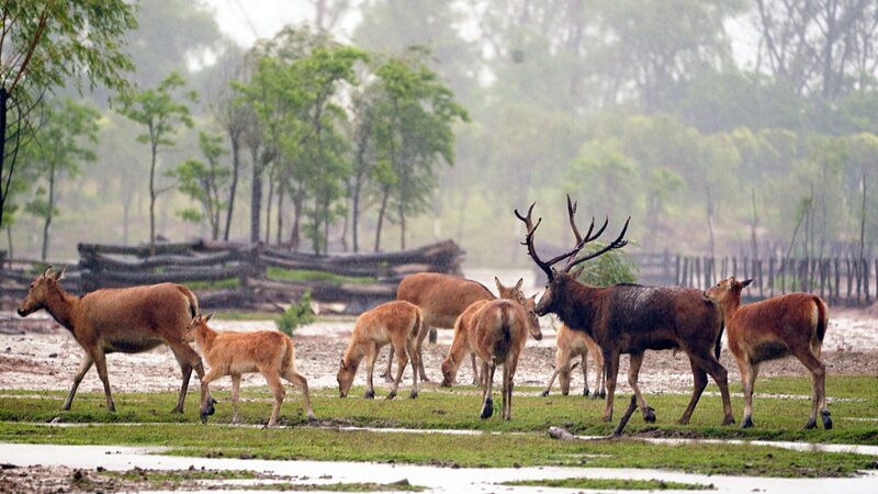 Watch_Rare_Milu_Deer_Battle_for_Mating_Rights_in_Jiangsu_____poster - 🌍NewspaperAmigo – Your Global News Buddy 🗞️ Watch_Rare_Milu_Deer_Battle_for_Mating_Rights_in_Jiangsu____ video poster