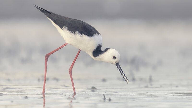 Waterbird Populations Halve in Eastern Australia Amid Drought Waterbird_Populations_Halve_in_Eastern_Australia_Amid_Drought