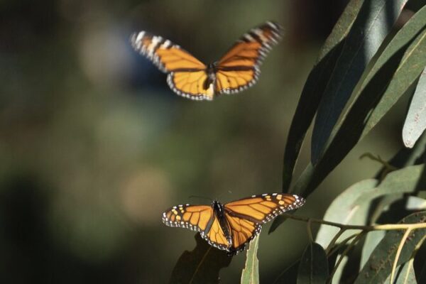 Western Monarch Numbers Plummet 30% 🌸📉 Western_Monarch_Numbers_Plummet_30____
