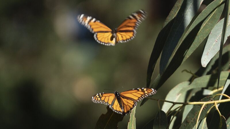 Western_Monarch_Numbers_Plummet_30____ - 🌍NewspaperAmigo – Your Global News Buddy 🗞️ Western_Monarch_Numbers_Plummet_30____