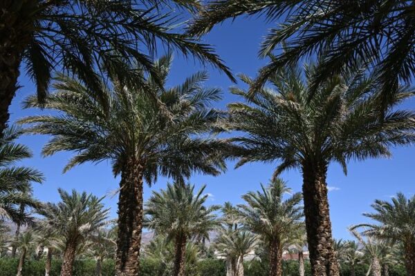 Western US Braces for Record-Breaking Summer Heat Wave 🌞🔥 Western_US_Braces_for_Record_Breaking_Summer_Heat_Wave___