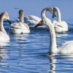 Whooper_Swans_Thrive_in_Xinjiang_s_Wetlands___ video poster