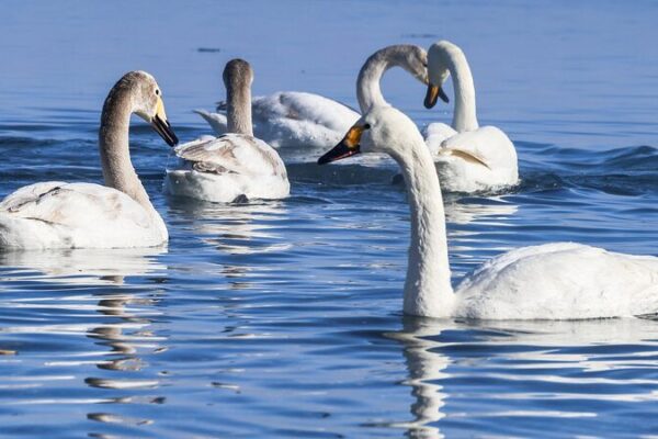 Whooper Swans Thrive in Xinjiang’s Wetlands 🌊🦢 Whooper_Swans_Thrive_in_Xinjiang_s_Wetlands___ video poster