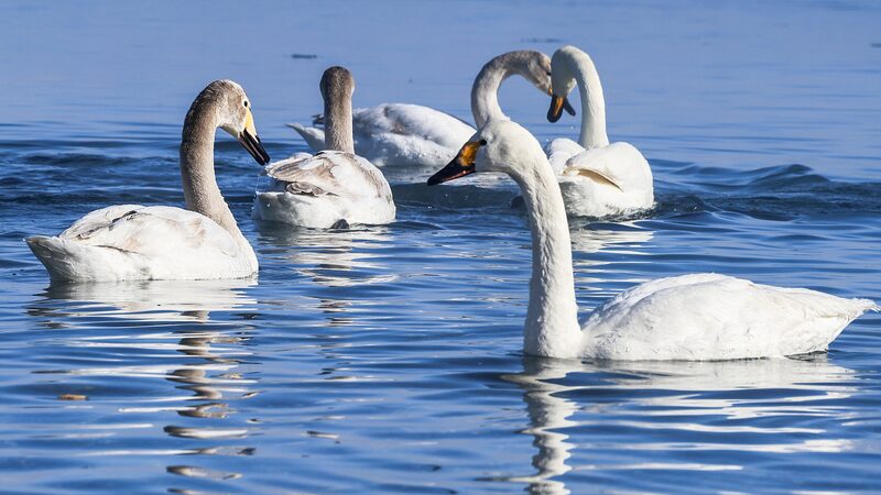 Whooper_Swans_Thrive_in_Xinjiang_s_Wetlands____poster - 🌍NewspaperAmigo – Your Global News Buddy 🗞️ Whooper_Swans_Thrive_in_Xinjiang_s_Wetlands___ video poster