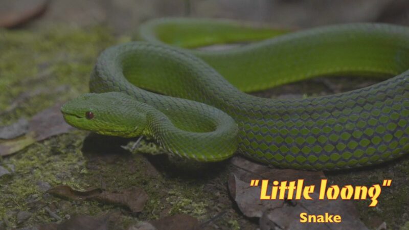 Why ‘Loong’ Pops Up in These Animal Names 🐍✨ Why__Loong__Pops_Up_in_These_Animal_Names___ video poster