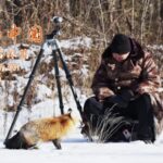 Wild_Adventures__Spotting_Red_Foxes___More_on_National_Highway_331