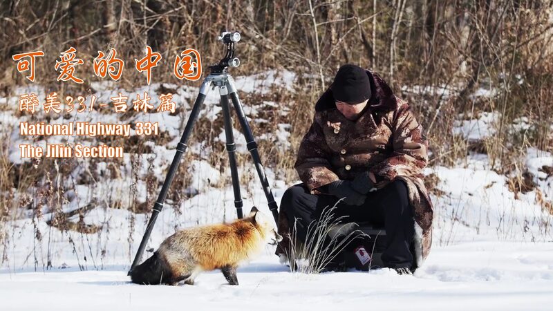 Wild_Adventures__Spotting_Red_Foxes___More_on_National_Highway_331 - 🌍NewspaperAmigo – Your Global News Buddy 🗞️ Wild_Adventures__Spotting_Red_Foxes___More_on_National_Highway_331