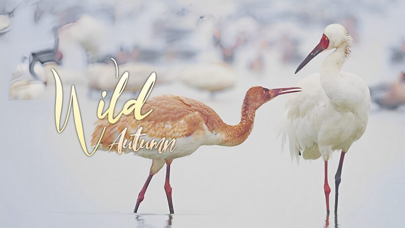 Wild Autumn Showdown: Young Crane Faces Swans at Poyang Lake 🦩🦢 Wild_Autumn_Showdown__Young_Crane_Faces_Swans_at_Poyang_Lake___ video poster