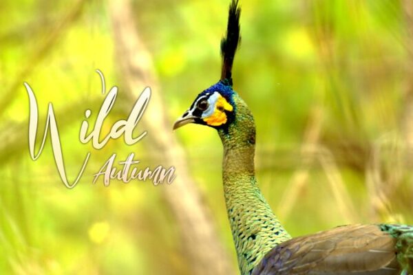 Wild Autumn: Meet Yunnan’s Enchanting ‘Dragon Bird’ 🐉🦚 Wild_Autumn__Meet_Yunnan_s_Enchanting__Dragon_Bird____ video poster