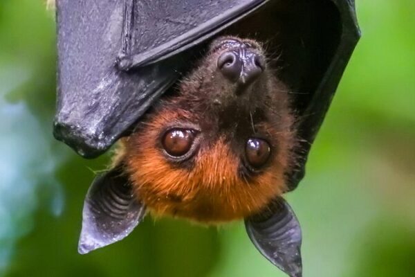 Wild Bats Show Human-like Cognitive Powers, Say Israeli Researchers Wild_Bats_Show_Human_like_Cognitive_Powers__Say_Israeli_Researchers