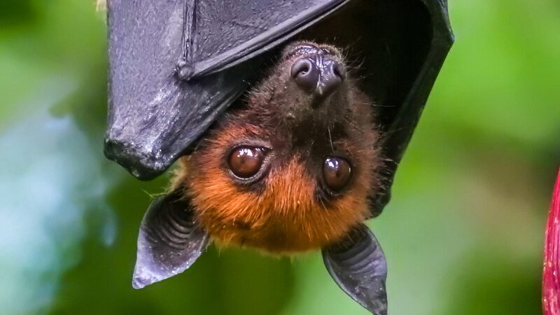 Wild_Bats_Show_Human_like_Cognitive_Powers__Say_Israeli_Researchers - 🌍NewspaperAmigo – Your Global News Buddy 🗞️ Wild_Bats_Show_Human_like_Cognitive_Powers__Say_Israeli_Researchers