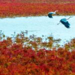 __Wild_Elk_Star_in_Tiaozini_s_Natural__Red_Carpet__Spectacle__