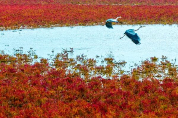 🌿 Wild Elk Star in Tiaozini’s Natural ‘Red Carpet’ Spectacle 🌍 __Wild_Elk_Star_in_Tiaozini_s_Natural__Red_Carpet__Spectacle__